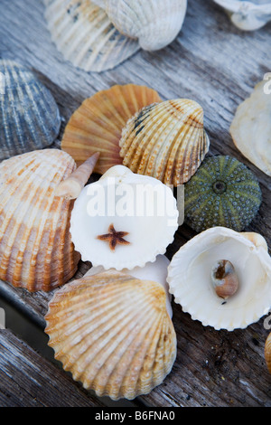 Muscheln, Schneckenhaus, Seesterne und Seeanemonen auf einem Holztisch Stockfoto