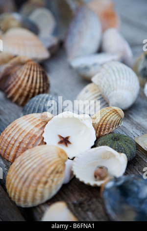 Muscheln, Schneckenhaus, Seesterne und Seeanemonen auf einem Holztisch Stockfoto