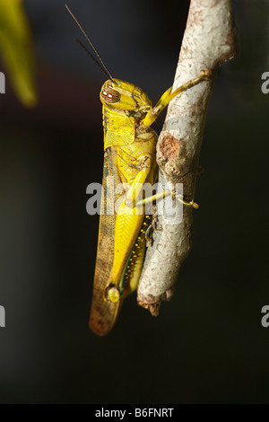 Heuschrecke (Feldheuschrecken), Putussibau, West-Kalimantan / Bar Kalimantan, Borneo, Indonesien Stockfoto