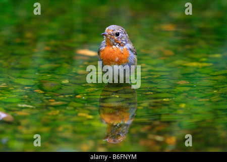 Rotkehlchen (Erithacus Rubecula) mit Reflexion, Baden in einem stream Stockfoto