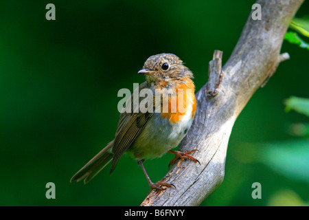 Junge Rotkehlchen (Erithacus Rubecula), teilweise Rote Gefieder Stockfoto