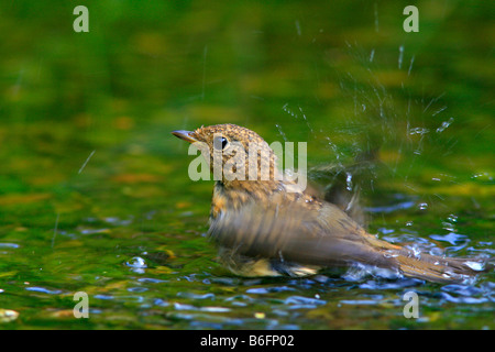 Junge Rotkehlchen (Erithacus Rubecula), Baden in einem stream Stockfoto