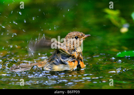 Junge Rotkehlchen (Erithacus Rubecula) in einem Bach Baden Stockfoto