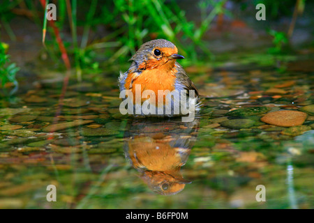 Rotkehlchen (Erithacus Rubecula) mit Reflexion, Baden in einem stream Stockfoto