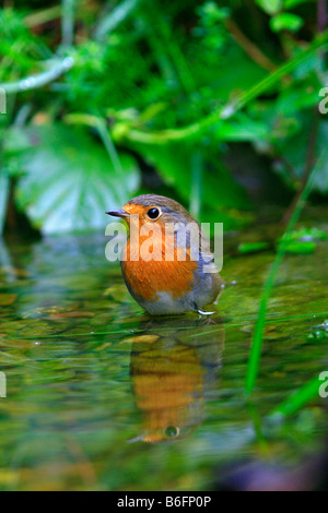 Rotkehlchen (Erithacus Rubecula) in einem Bach Baden Stockfoto