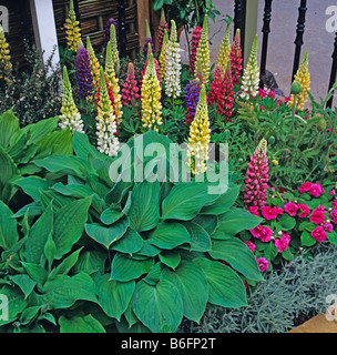 Bunte Lupinen und Hosta Laub in eine Blume-Grenze Stockfoto