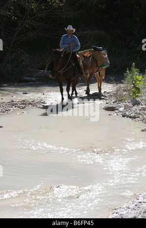 Behaupten Sie Bagger auf dem Pferderücken mit seinem backpacked Maultier zu Fuß durch einen Fluss in Texas Gold schürfen wollen Stockfoto