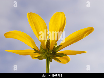 Glänzender Sonnenhut (Rudbeckia Nitida), gelbe Blüte Stockfoto