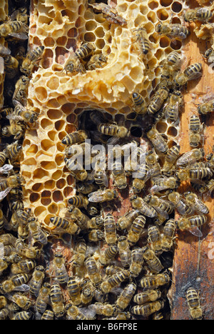 Honig-Bienen (Apis Melifera SSP Carnica) und Wachs Waben, die sich aus der Beeway zwischen den Frames eine geöffnete Bienenstock Stockfoto