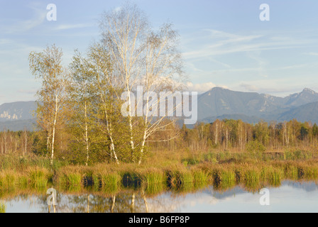 Sumpf-Landschaft mit Teich und Birch Grove, Alpen im Rücken, Nicklheim, alpinen Hochland, Bayern, Deutschland, Europa Stockfoto