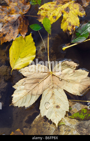 Gefallenen herbstliche Ahorn, Buche und Esche verlässt in einer Pfütze Wasser, in der Nähe von Schleching, Bayern, Deutschland, Europa Stockfoto