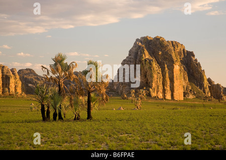 Palmen-Madagaskar Stockfoto