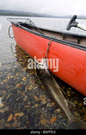 Die Fischer fangen, Trophy Seeforellen (Namaycush Fischerei), auf ein Stringer, rote Kanu, Big Salmon Lake, Yukon Territorium, Kanada Stockfoto