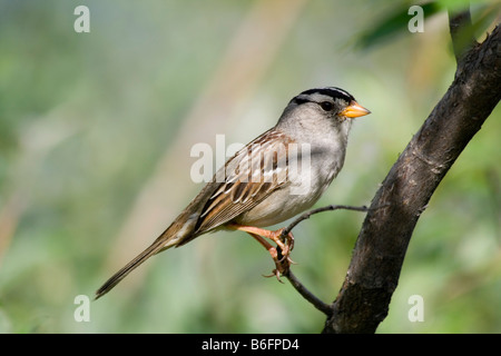 Weiß – Crowned Sparrow (Zonotrichia Leucophrys), Yukon Territorium, Kanada, Nordamerika Stockfoto