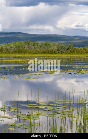 Gelbe Seerosen und Spiegelung des Himmels im Kies See, North Klondike Highway, Yukon Territorium, Kanada, Nordamerika Stockfoto