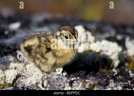 Rock-Chick Alpenschneehuhn (Lagopus Muta), Chilkoot Trail, Chilkoot Pass, British Columbia, b.c., Kanada, Nordamerika Stockfoto