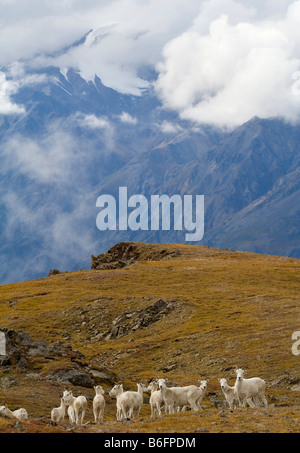 Gruppe von Dall-Schafe (Ovis Dalli) auf einer Almwiese, Hoge Pass St. Elias Bergen im Hintergrund, Donjek Route, Kluane National Park Stockfoto