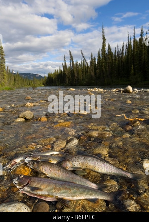 Angeln, fangen Sie, arktische Äsche (Thymallus Arcticus) in Clear Creek, Big Salmon River, Yukonterritorium, Kanada, Nordamerika Stockfoto