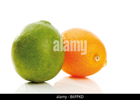 Kumquats oder Kumquats (Fortunella) und Limequat (Citrus X floridana) Stockfoto