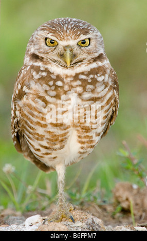 Eine Kanincheneule steht auf einem Bein nahe dem Eingang zu seinem unterirdischen Nest in Cape Coral, Florida Stockfoto