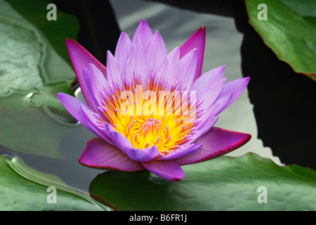 Blühende blaue Seerose (Nymphaea Stellata), Blüte Stockfoto