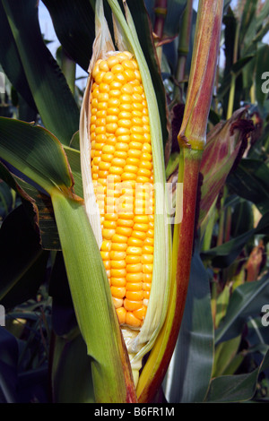 Sweet-Maiskolben, in einem Feld von Mais (Zea Mays), Anbau, standard Nutzpflanze, Futterpflanze, Gemüse Stockfoto