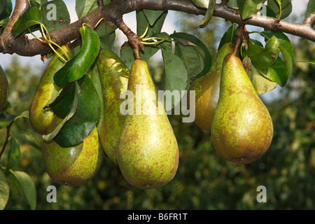 Birnen auf eine Birne Baum (Pyrus Communis Sorte), Altes Land Obst wachsendes Gebiet, Niedersachsen, Deutschland, Europa Stockfoto