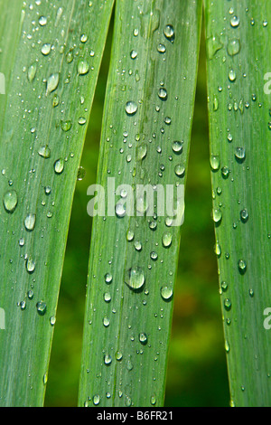 Grünes Laub mit Regentropfen, gelb oder Flag-Iris (Iris Pseudacorus) Stockfoto