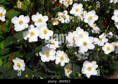 Blühende japanische Veilchenart oder Anemone Sorte Honorine Jobert (Anemone X hybrida Honorine Jobert) Stockfoto