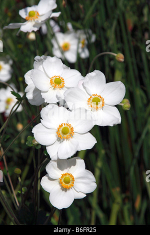 Blühende japanische Veilchenart oder Anemone Sorte Honorine Jobert (Anemone X hybrida Honorine Jobert) Stockfoto