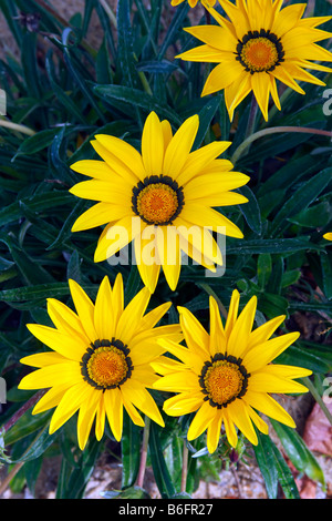 Blühende Treasureflower oder Gazanien (Gazanien Krebsiana Hybrid) Stockfoto