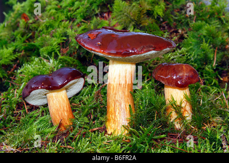 Bolete Pilz (Boletus Badius) früher Bucht (Xerocomus Badius) Stockfoto