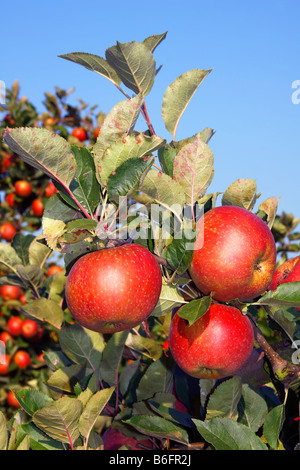 Rote Äpfel (Malus X domestica), Apfelbaum in einem Obstgarten, Altes Land, Niedersachsen, Deutschland, Europa Stockfoto