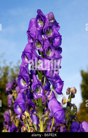 Azure Eisenhut (Aconitum Arendsii) (Aconitum Carmichaelii ´Arendsii´), giftige Pflanze Stockfoto