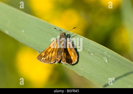 Großen Skipper Butterfly (Ochlodes Venatus), Oberbayern, Deutschland, Europa Stockfoto