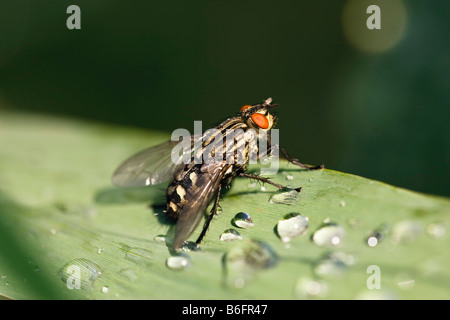 Fleisch-Fly (Sarcophaga Carnaria), Oberbayern, Deutschland, Europa Stockfoto