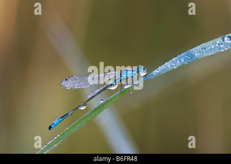 Blau-tailed Damselfly (Ischnura Elegans) mit Tau fällt, Bayern, Deutschland, Europa Stockfoto