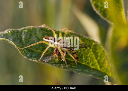 Raft Spider (Dolomedes Fimbriatus) mit Beute, Bayern, Deutschland, Europa Stockfoto