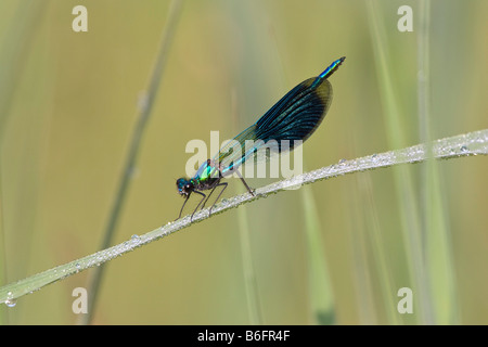 Banded Prachtlibelle (Calopteryx Splendens), Bayern, Deutschland, Europa Stockfoto