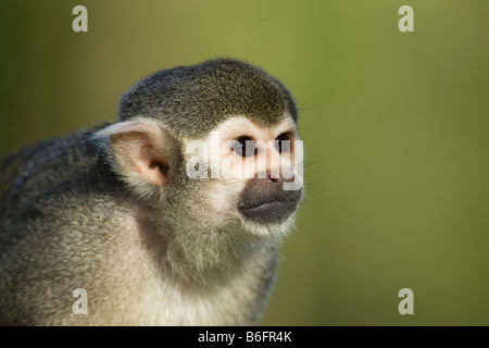 Gemeinsamen Totenkopfaffen (Saimiri Sciureus), Südamerika, zoo Stockfoto