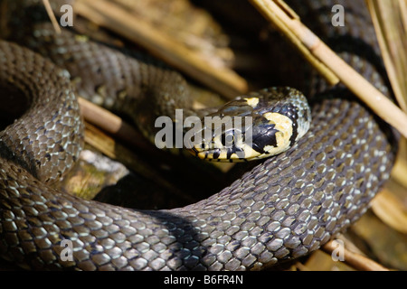 Geringelten Schlange oder Ringelnatter (Natrix Natrix) Sonnenbaden, Bayern, Deutschland, Europa Stockfoto