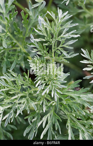 Absinth Wermut (Artemisia Absinthium) verlässt, Deutschland, Europa Stockfoto