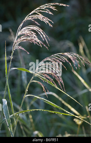 Gemeinsamen Schilf (Phragmites Australis), bedeckt im Tau, Bayern, Deutschland, Europa Stockfoto