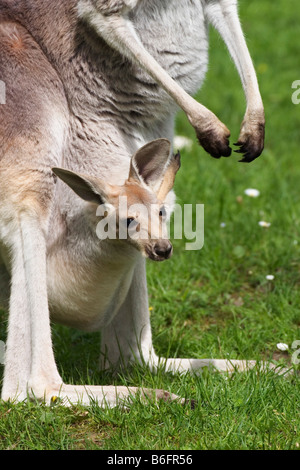 Roter Känguruh (Macropus Rufus), Joey im Beutel, gefangen im zoo Stockfoto