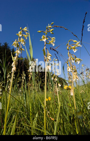 Marsh Helleborine (Epipactis Palustris), Oberbayern, Deutschland, Europa Stockfoto