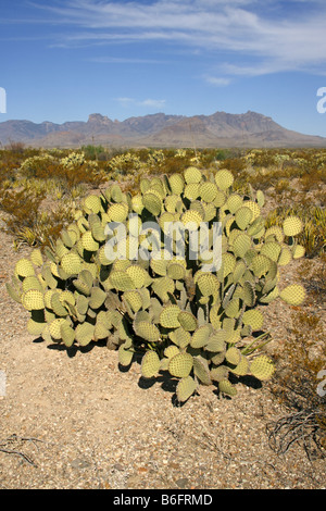 Blinde Feigenkaktus Opuntia Rufida Big Bend Nationalpark Texas USA 14 April Pflanze Cactaceae Stockfoto