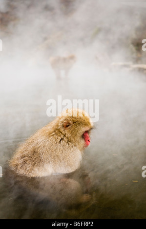 Japanischen Makaken Schnee Affe Jigokudani Monkey Park Nagano Japan Stockfoto