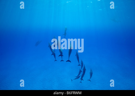 USA Hawaii Big Island Unterwasser Blick auf Spinner Delfinen Stenella Longirostris im Pazifischen Ozean entlang der Kona Coast Stockfoto