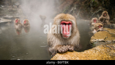 Japanischen Makaken Schnee Affe Jigokudani Monkey Park Nagano Japan Stockfoto