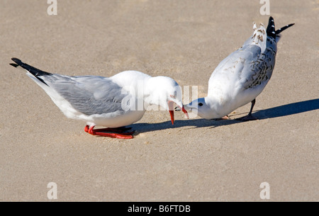 Silberne Möve, Larus Novaehollandiae füttern ihre Küken am Strand Stockfoto